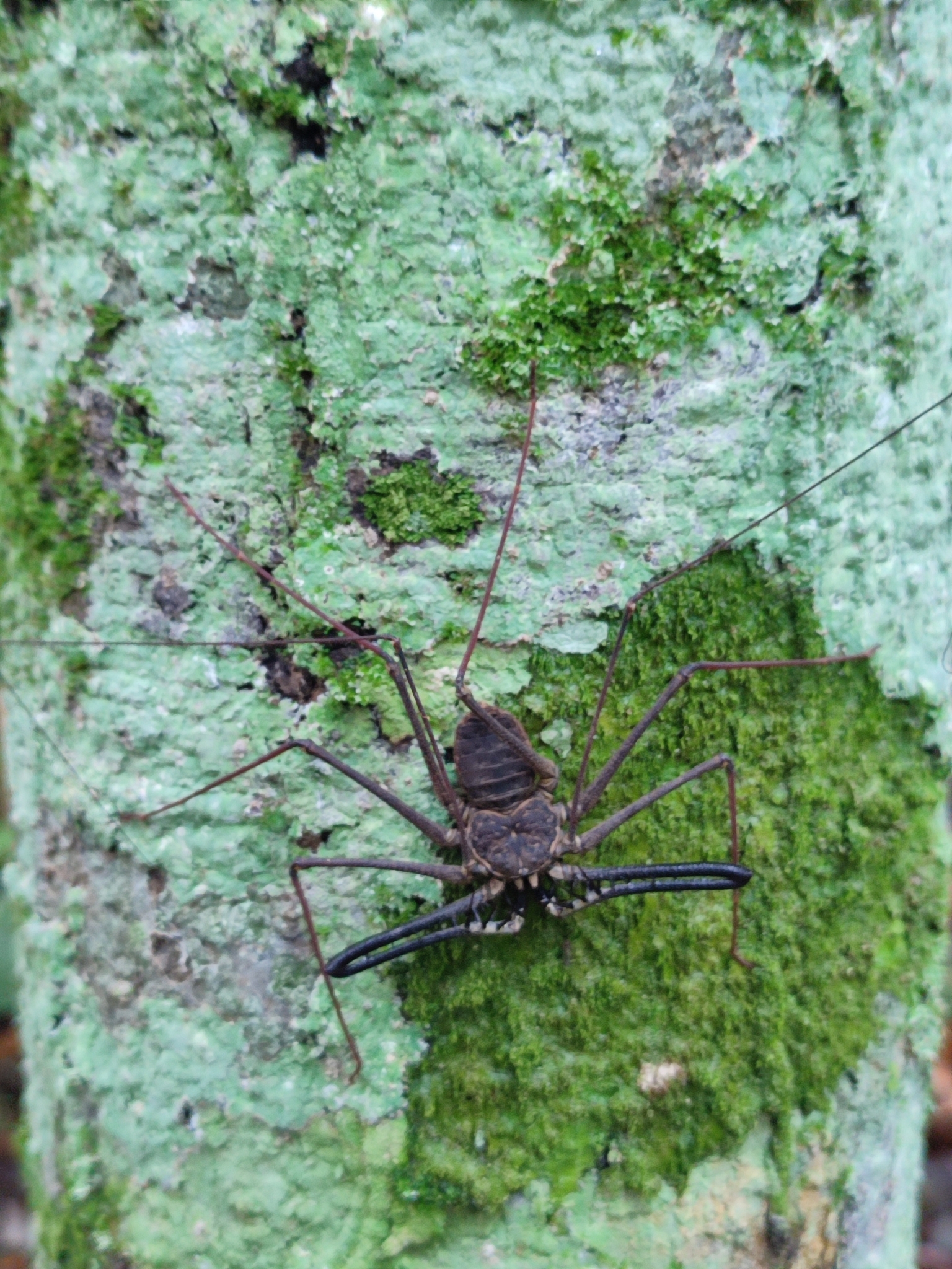Heterophrynus batesii (Butler, 1873)