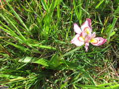 Moraea tricolor
