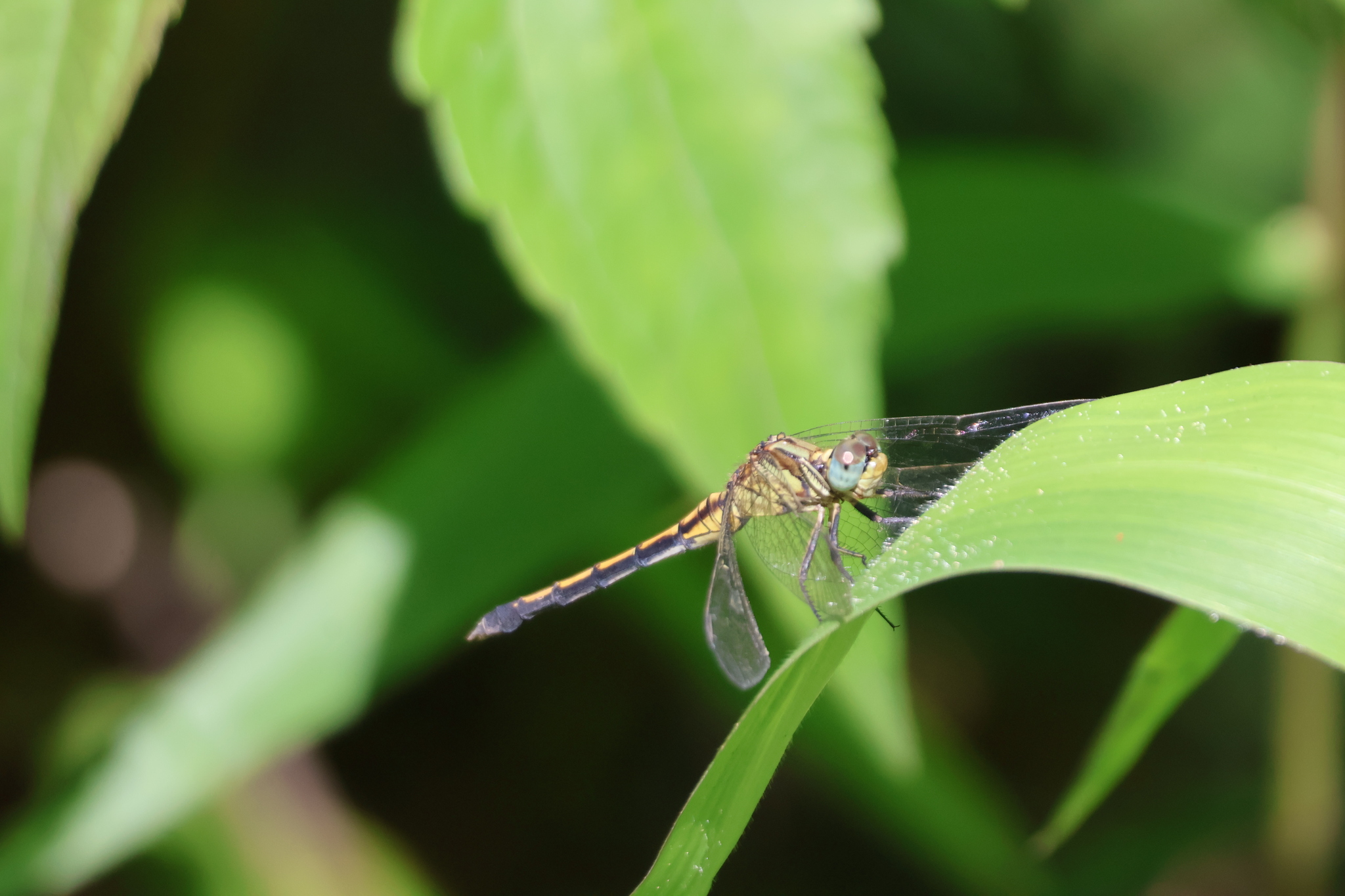 Marsh Skimmer