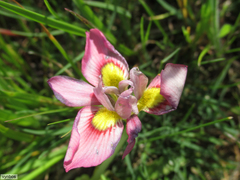 Moraea tricolor