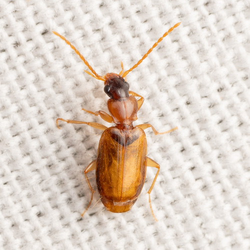 Axinopalpus fusciceps photo 5