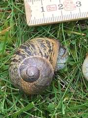 Cornu aspersum