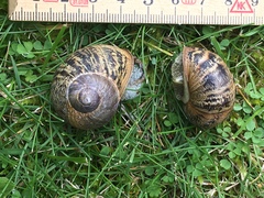 Cornu aspersum