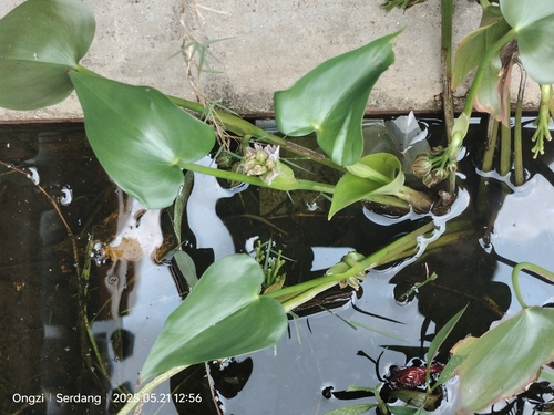 Pontederia vaginalis, photograph 4
