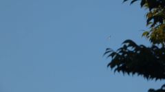 Charadrius vociferus