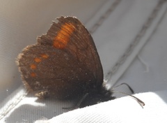 Erebia pharte