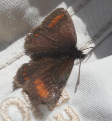 Erebia pharte