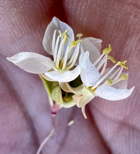 Nevada Suncup (Eremothera nevadensis)