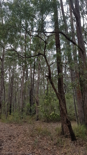 Image of Mabel's Wattle (Acacia mabellae) by no rights reserved