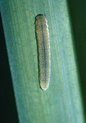 Rhadinoceraea micans