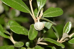 Diplolaena dampieri