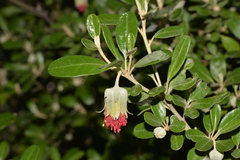 Diplolaena dampieri