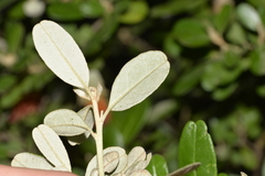 Diplolaena dampieri