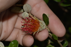 Diplolaena dampieri