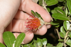 Diplolaena dampieri