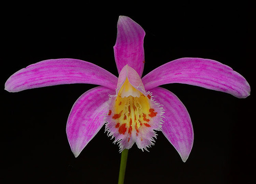 Pleione bulbocodioides