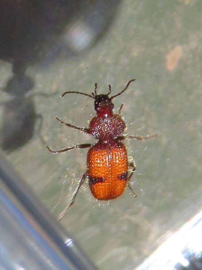 Micrixys distincta