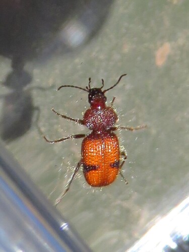Micrixys distincta