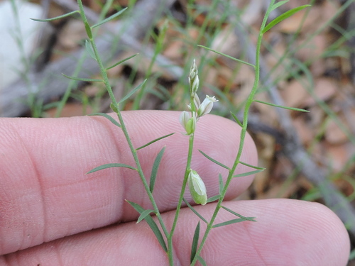 broom milkwort (Polygala scoparioides)