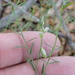 Broom Milkwort - Photo (c) Sam Kieschnick, some rights reserved (CC BY), uploaded by Sam Kieschnick