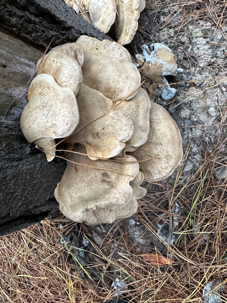 Tapinella panuoides · May 2025 · photo: © prossington (iNaturalist, cc-by)