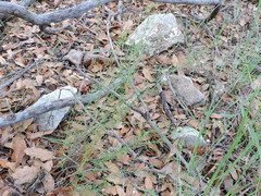 Polygala scoparioides