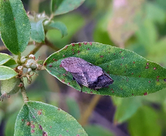 Lepyronia quadrangularis