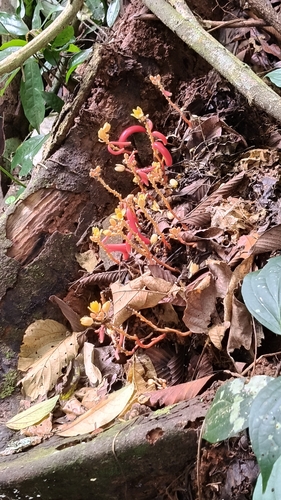 Cyrtosia nana