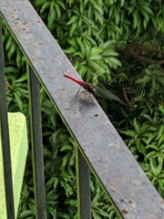 Orthetrum chrysis