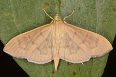 Patania silicalis