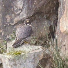 Falco peregrinus macropus