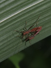 Phaenacantha bicolor