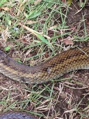 Elaphe quadrivirgata