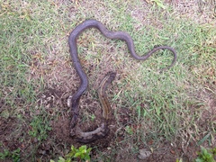 Elaphe quadrivirgata