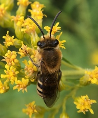 Colletes