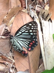 Hestina assimilis assimilis