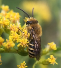 Colletes