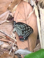 Hestina assimilis assimilis