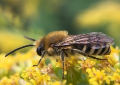 Colletes