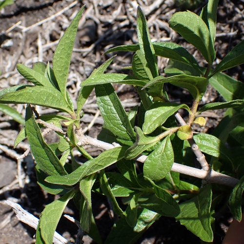 big-leaved crownbeard (Verbesina dissita)