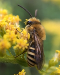 Colletes