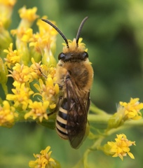 Colletes
