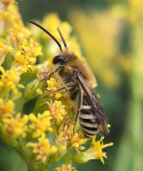 Colletes