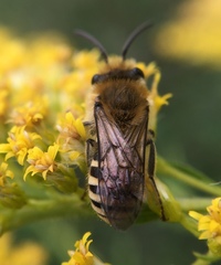 Colletes