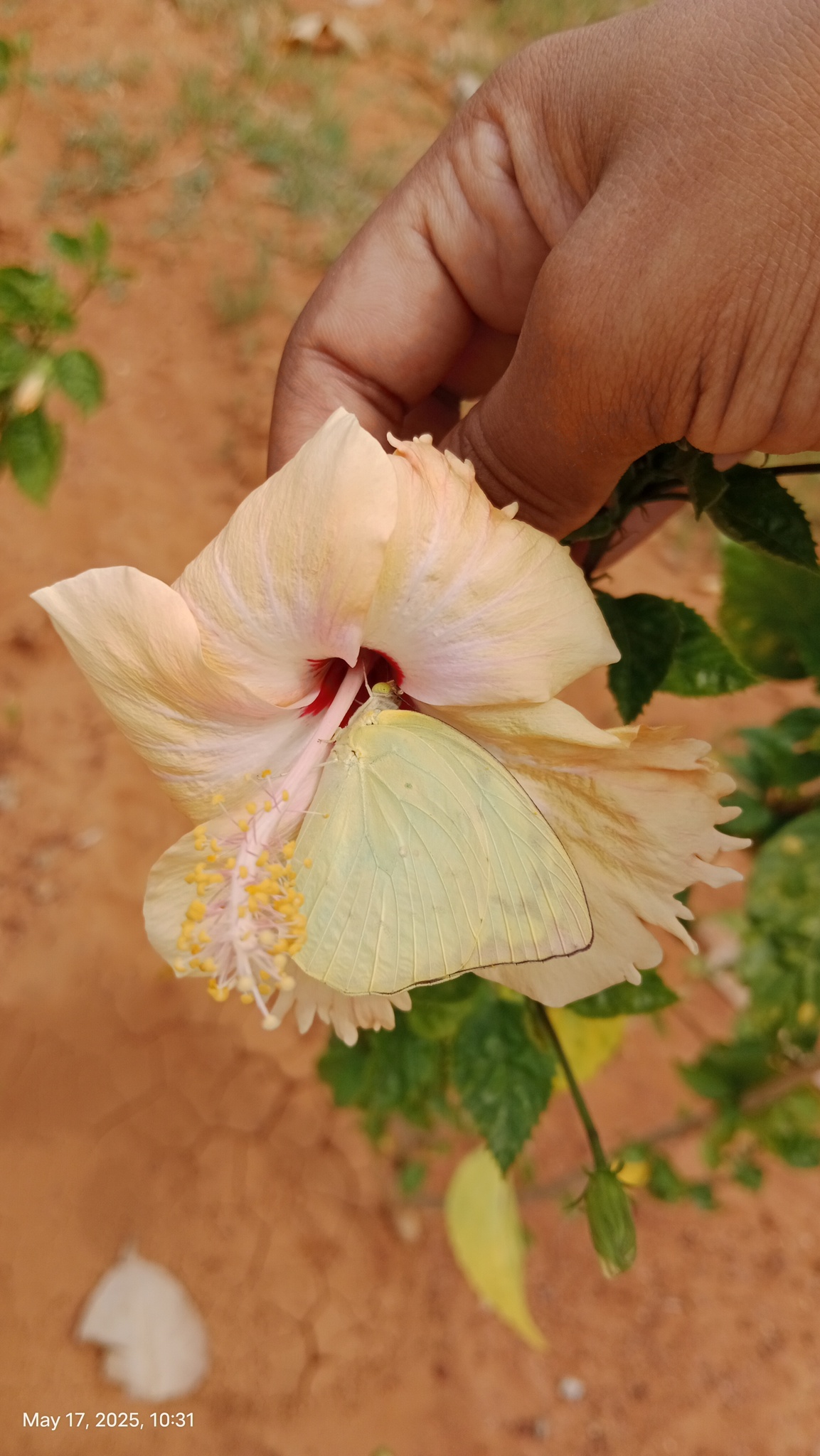 Lemon Emigrant