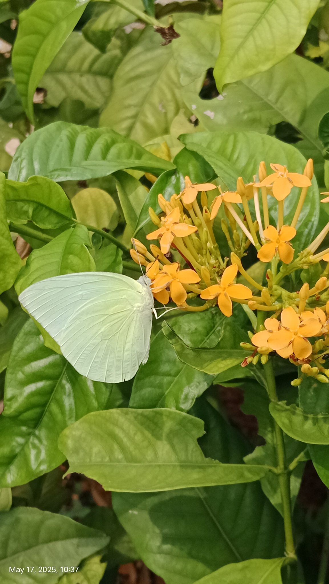Lemon Emigrant