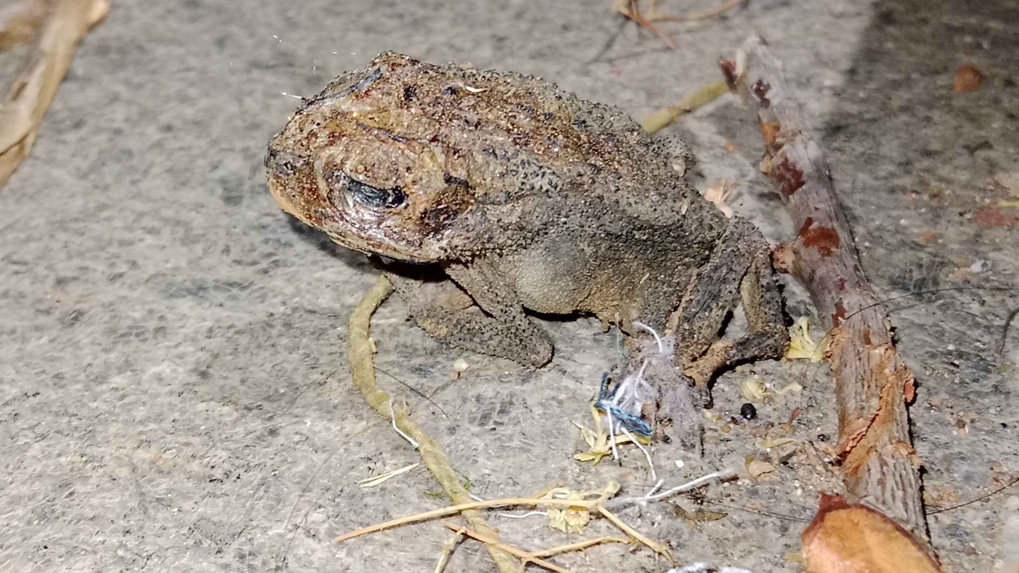 Indian Common True Toad