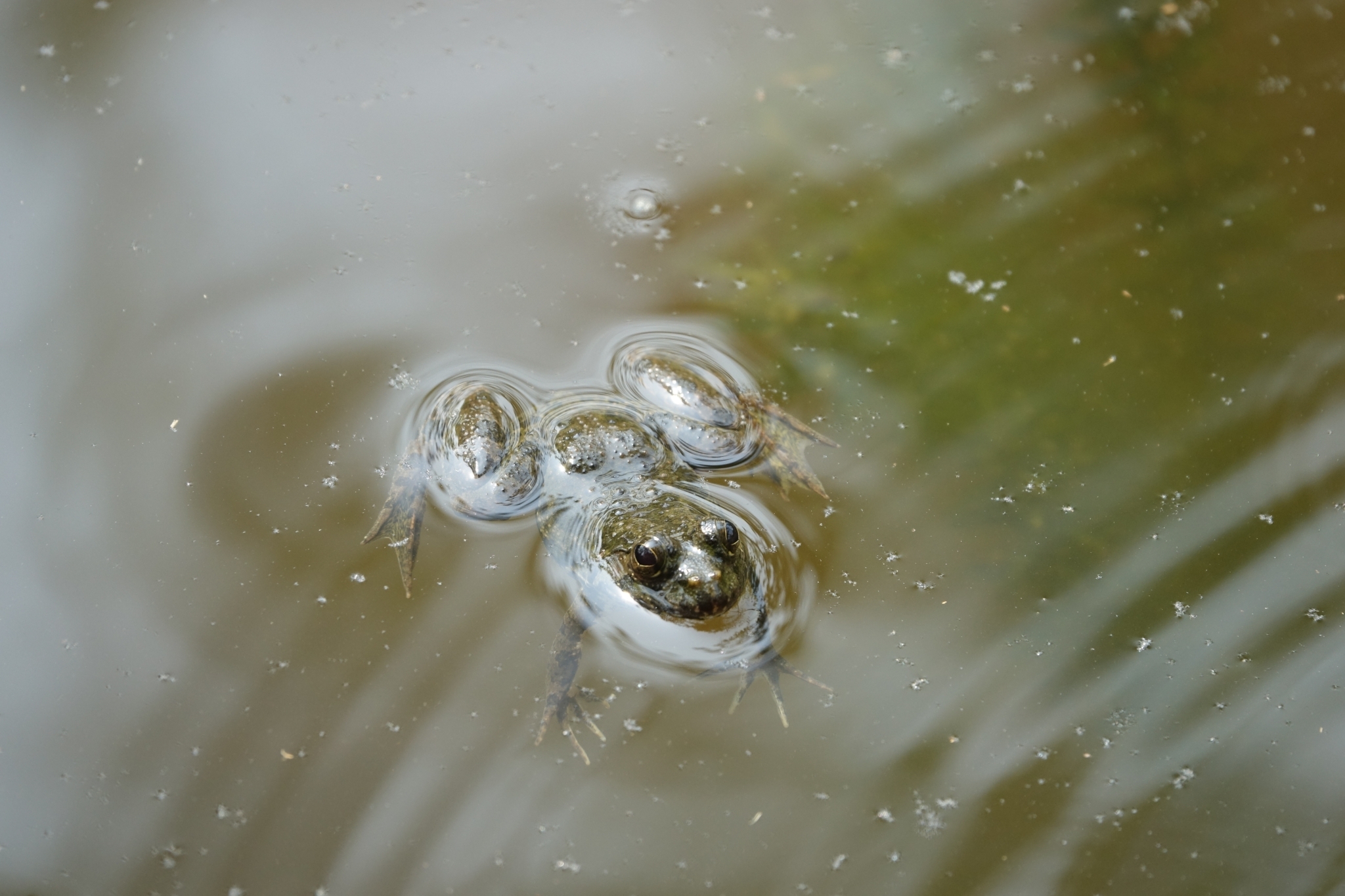 Indian Skipper Frog