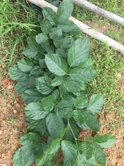 Millettia