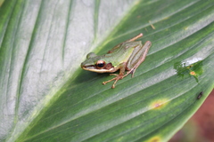 Chalcorana parvaccola